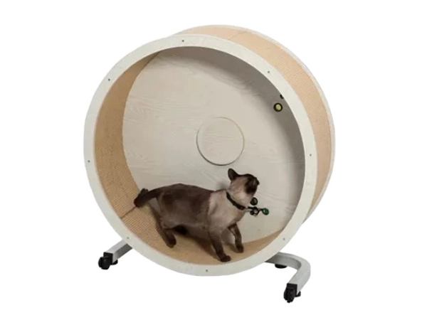 cat training wheel