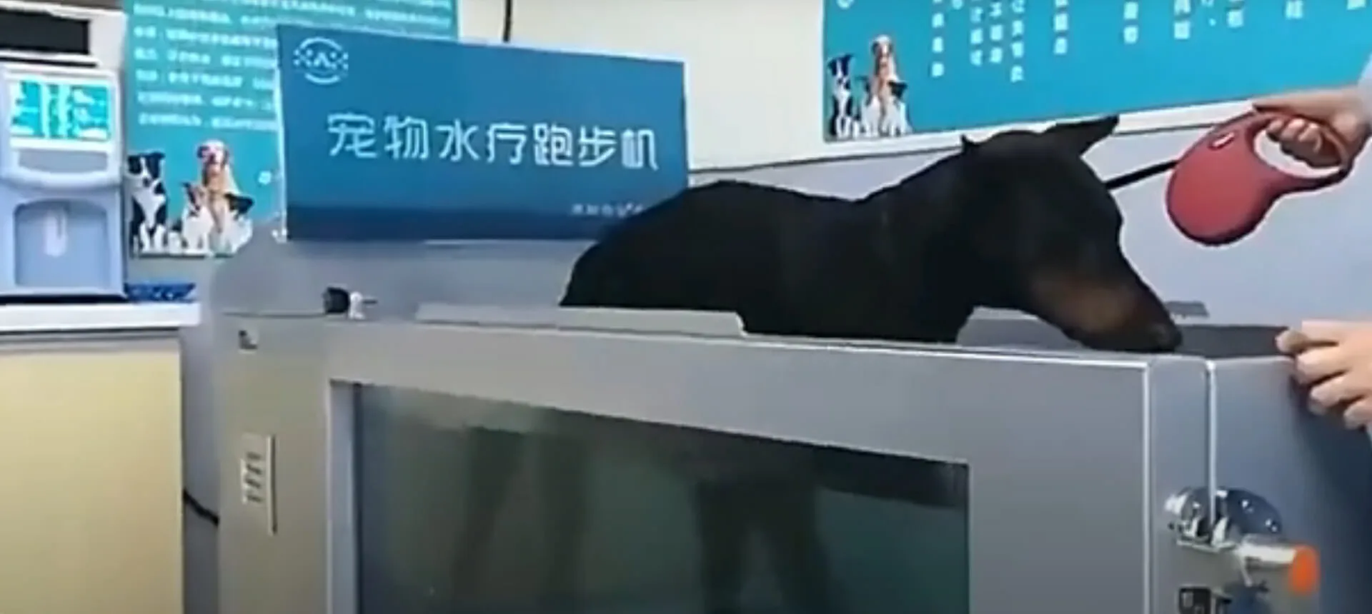 Pet Treadmill Display Video